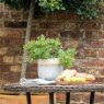 Gallery Direct Gallery Direct Buxus Bush Spray Green