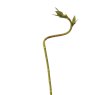 Floralsilk Curly Bamboo on a white background