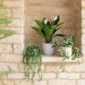 Floralsilk Hanging Button Leaf Trailer Pot with other plants on shelving - lifestyle