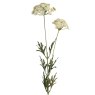 Floralsilk Queen Anna Lace on a white background
