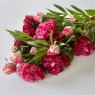 Floralsilk Dark Pink Peony Bud lifestyle image of the peony bud in a bunch of flowers