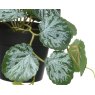 Kaemingk Faux Variegated Plant in a Pot