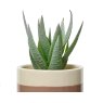 Kaemingk Succulent in Natural Pot Leaf Detail