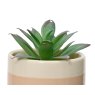 Kaemingk Succulent in Natural Pot Leaf Detail