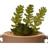 Kaemingk Succulent in a Terracotta Pot Leaf Detail