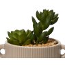 Kaemingk Succulent in a Terracotta Pot Leaf Detail