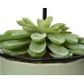 Kaemingk Succulent in a Wire Pot Detail