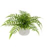 Floralsilk Fern In Ceramic Pot image of the plant on a white background