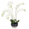 Floralsilk Orchid In Mottled Pot image of the flower on a white background