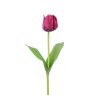 Floralsilk Burgundy Triumph Tulip image of the flower on a white background