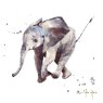 Alison's Ark British Exotic Pack Of 16 Notecards design 1