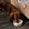 Sophie Allport Doggy Daycare small Stoneware Dog Bowl lifestyle