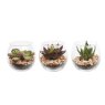 Floralsilk Succulents In Bubble Glass