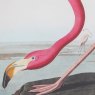 Gallery Direct Gallery Wading Flamingo Framed  Art