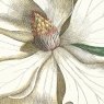 Gallery Direct Gallery Laurel Tree Framed Canvas