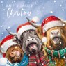 The Dark Room The Dark Room Christmas Highland Cows Pack of 16 Cards