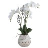 Hill Interiors Hill Interiors White Orchid In Stone Pot