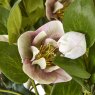 Hill Interiors Hill Interiors Variegated Pink Hellebore Plant In Grey Pot
