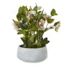 Hill Interiors Hill Interiors Variegated Pink Hellebore Plant In Grey Pot