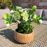 Hill Interiors Hill Interiors Green Hellebore Plant In Taupe Pot