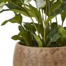 Hill Interiors Hill Interiors Green Hellebore Plant In Taupe Pot
