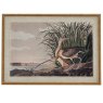 Hill Interiors Hill Interiors Flora & Fauna Curlews In Beaded Frame