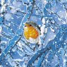 Otter House Otter House Winter Robins Xmas Cards Bumper Box
