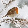 Otter House Otter House Winter Birds Xmas Cards Bumper Box