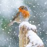 Otter House Otter House Photographic Robin Xmas Cards Bumper Box