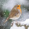Otter House Otter House Photographic Robin Xmas Cards Bumper Box