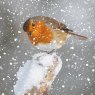 Otter House Otter House Photographic Robin Xmas Cards Bumper Box