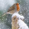 Otter House Otter House Photographic Robin Xmas Cards Bumper Box